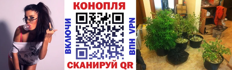 Купить где  Вязники  Шишки марихуана THC 21% 